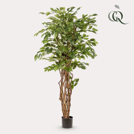 Ficus Liana – Künstliche Zimmerpflanze – ↕170 cm – Realistische Stiefmütterchen-Pflanze – Dekoration für Wohnzimmer, Flur & Wintergarten 