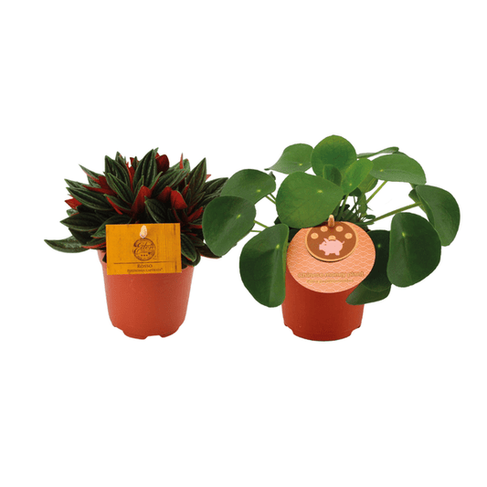 Peperomia Duo Rosso & Pilea Peperomioides – 2 Pflanzen – Ø10.5cm – ca. 15cm hoch – Stilvolle Zimmerpflanzen mit dekorativem Laub – Pflegeleicht & vielseitig 