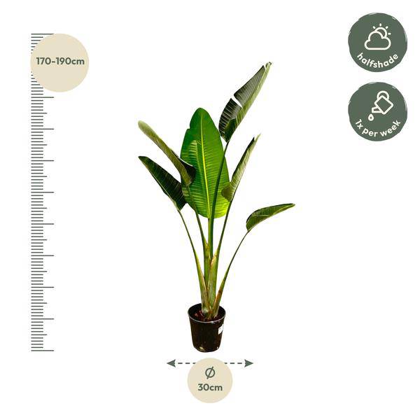 Baum-Strelitzie – Strelitzia Augusta – Weißer Paradiesvogel – Zimmerpflanze – 180cm – Ø30cm – Tropische Grünpflanze für Wohnzimmer und Büro 