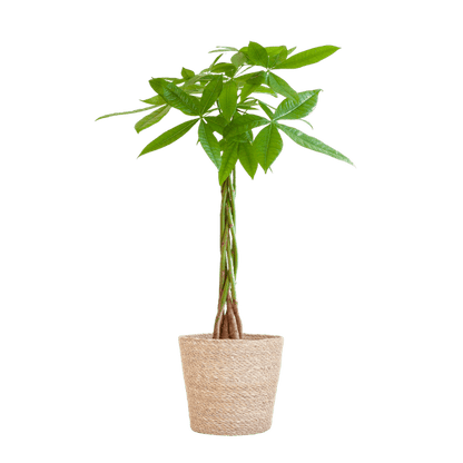 Pachira Aquatica 80cm – Glückskastanie Zimmerpflanze Ø21cm im naturfarbenen Seegras-Korb Sofia – Geldbaum mit geflochtenem Stamm 