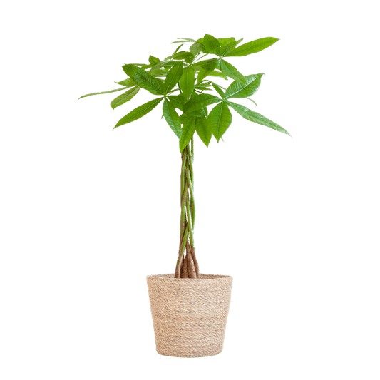 Pachira Aquatica 80cm – Glückskastanie Zimmerpflanze Ø21cm im naturfarbenen Seegras-Korb Sofia – Geldbaum mit geflochtenem Stamm 