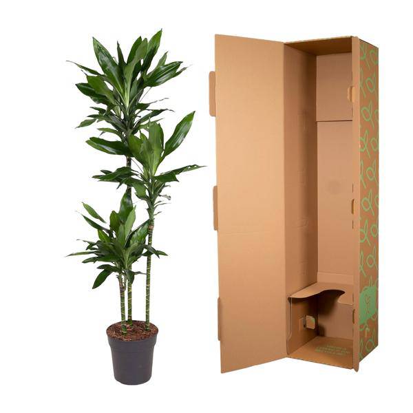 Drachenbaum – Dracaena Janet Lind 160cm – Ø24cm – Elegante Zimmerpflanze mit dunkelgrünen Blättern – Pflegeleichte Grünpflanze für Wohnzimmer, Büro & Wintergarten 