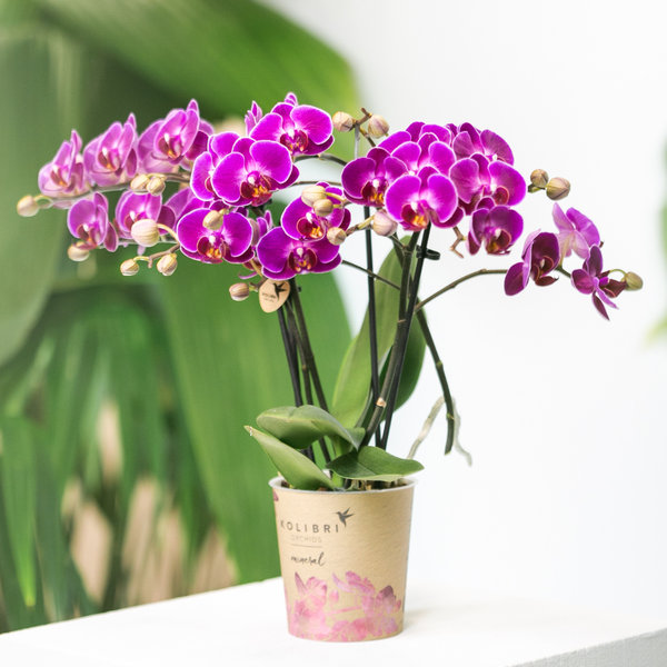 Phalaenopsis Orchidee Lilac Morelia – Zimmerpflanze – Ø9cm – Fliederfarbene Blütenpracht 