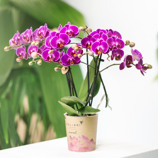 Phalaenopsis Orchidee Lilac Morelia – Zimmerpflanze – Ø9cm – Fliederfarbene Blütenpracht 