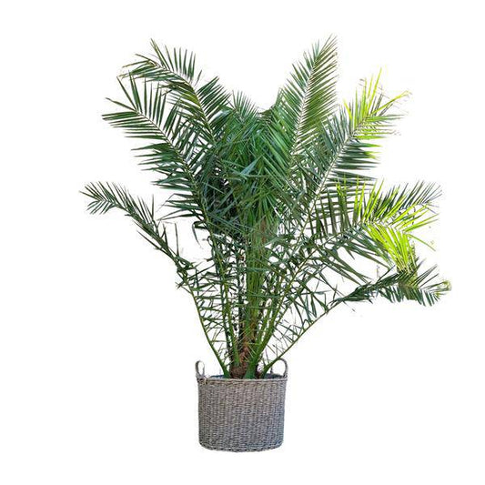 Phönix Canariensis – Kanarische Dattelpalme 300cm – Ø50cm – XXL-Palme mit gefiederten Blättern – Exotische Kübelpflanze für Wohnzimmer, Wintergarten, Terrasse & Garten – Pflegeleicht 