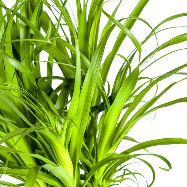 Beaucarnea Recurvata – Elefantenfuß – Zimmerpflanze – Ø12cm – ↕25cm – Pflegeleichte Sukkulente mit markantem Stamm – Luftreinigende Pflanze für Zuhause & Büro 