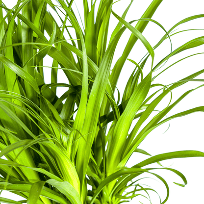 Beaucarnea Recurvata – Elefantenfuß – Zimmerpflanze – Ø12cm – ↕25cm – Pflegeleichte Sukkulente mit markantem Stamm – Luftreinigende Pflanze für Zuhause & Büro 