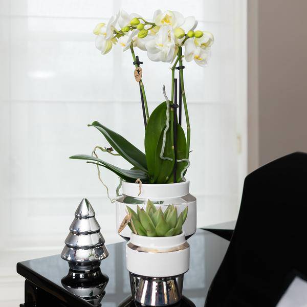 Phalaenopsis Orchidee Weiß – Amabilis – Ø9cm x H40cm – Le Chic Deko-Topf Silber – Blühende Zimmerpflanze mit 2–3 Zweigen – Eleganter Blumentopf für stilvolles Wohnen 