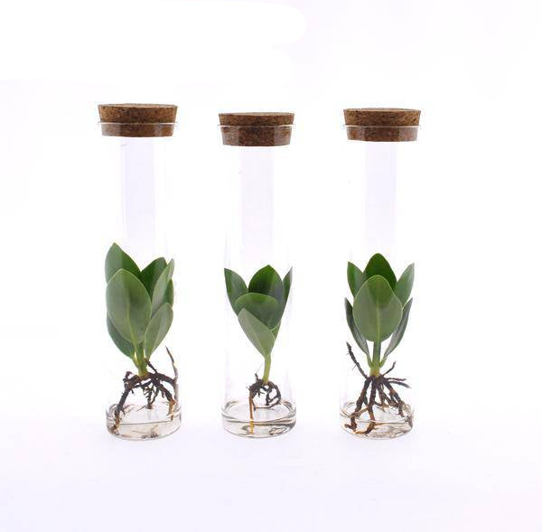 Clusia in Röhrenglas – Balsamapfel – Hydroponie Zimmerpflanze – Ø5cm – Höhe ca. 15cm – 3 Pflanzen – dekorative Glasvase mit Grünpflanze 