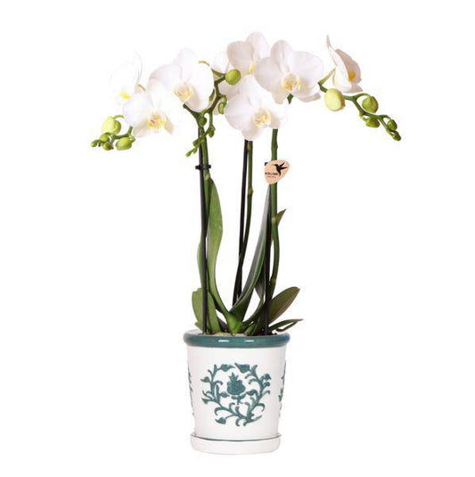 Phalaenopsis Orchidee Amabilis Weiß – Zimmerpflanze Ø9cm – inkl. Malaga Ziertopf Grün – Elegante Orchidee mit 2–3 Blütenstielen – Dekoratives Pflanzenset für Wohnzimmer, Büro & Geschenkidee 