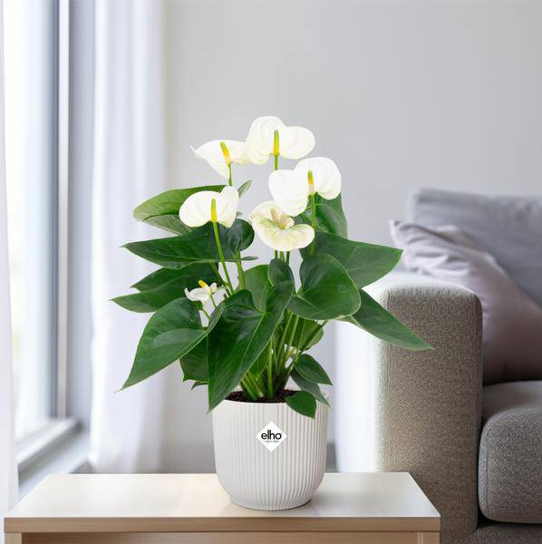 Flamingoblume – Anthurium Weiß – Zimmerpflanze Ø12cm – Höhe ca. 43cm – Elegante tropische Blühpflanze mit herzförmigen Blättern – Luftreinigende Zimmerdekoration für Wohnzimmer & Büro 