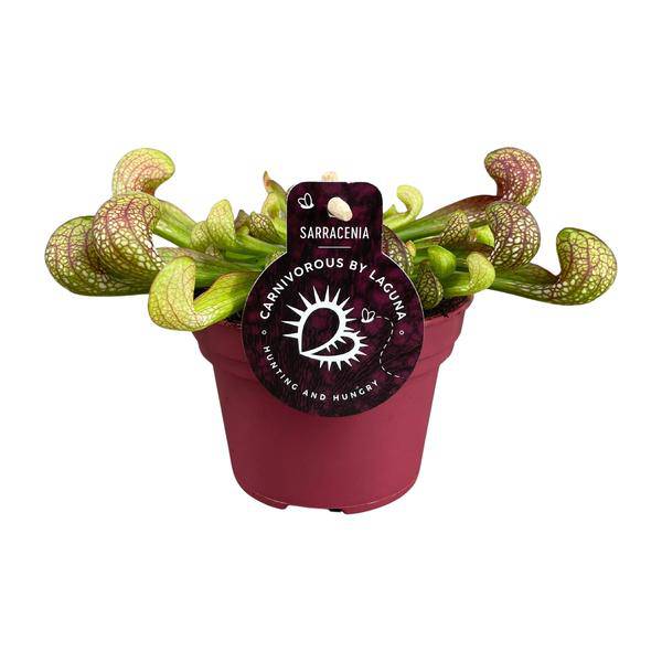 Papageien-Schlauchpflanze Sarracenia Psittacina – Zimmerpflanze – Ø12cm – ↕13cm – Exotische Fleischfressende Pflanze – Pflegeleicht & Halbschatten geeignet – Für Innenräume & kleine Gärten 