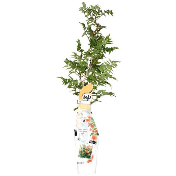 Trompetenblume Orange - Campsis Indian Summer - Ø15cm - ↕65cm 