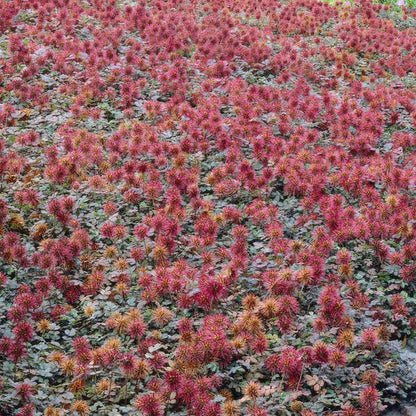 Acaena microphylla 'Kupferteppich' – Braunrotes Stachelnüsschen – Bodendecker Ø9cm ↕10-25cm – Pflegeleicht & winterhart – Für Garten, Wege & Steingärten – 6 Pflanzen 
