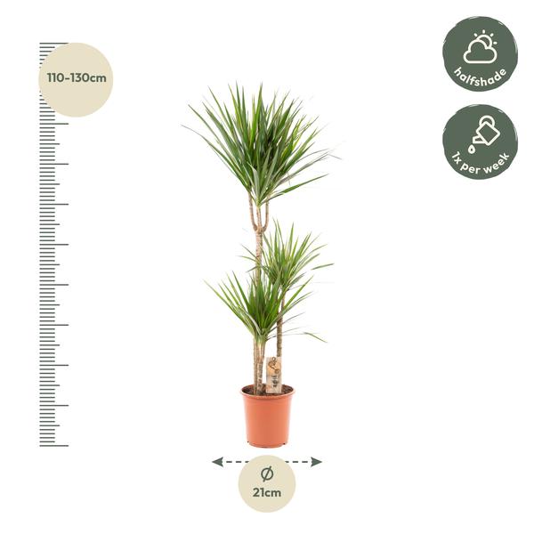 Drachenbaum Dracaena Marginata – Zimmerpflanze – Ø21cm x ↕120cm – Tropische Grünpflanze mit luftreinigender Wirkung – Pflegeleicht – Ideal für Wohnzimmer & Büro 