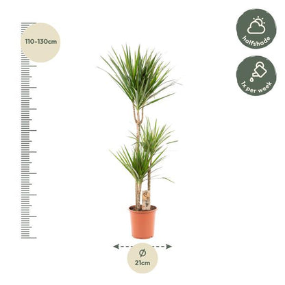 Drachenbaum Dracaena Marginata – Zimmerpflanze – Ø21cm x ↕120cm – Tropische Grünpflanze mit luftreinigender Wirkung – Pflegeleicht – Ideal für Wohnzimmer & Büro 