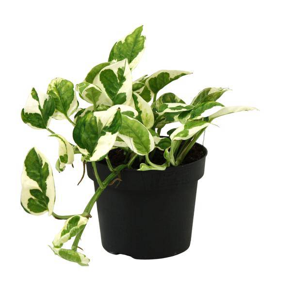 Gefleckte Efeutute - Scindapsus Epipremnum N'joy - Zimmerpflanze - Ø12cm - ↕15cm 