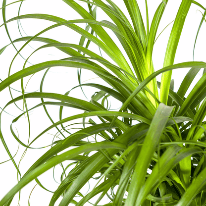 Beaucarnea Recurvata – Elefantenfuß – Ø24cm – ↕80-100cm – Pflegeleichte Zimmerpflanze mit markantem Stamm & eleganten Blättern – Trockenheitsresistent 