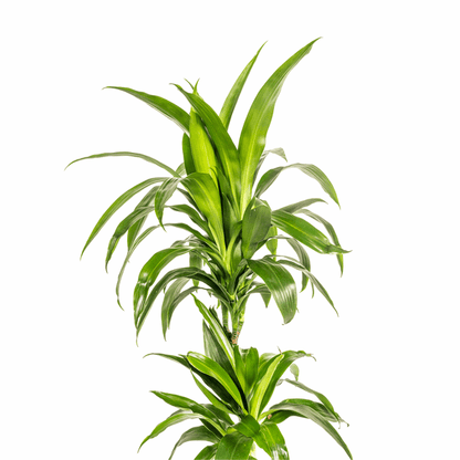 Dracaena Deremensis Lisa – Drachenbaum – Ø19cm – ↕70-90cm – Elegante Zimmerpflanze mit dunkelgrünen Blättern – Pflegeleicht & luftreinigend 