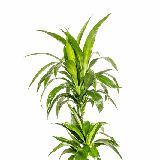 Dracaena Deremensis Lisa – Drachenbaum – Ø19cm – ↕70-90cm – Elegante Zimmerpflanze mit dunkelgrünen Blättern – Pflegeleicht & luftreinigend 