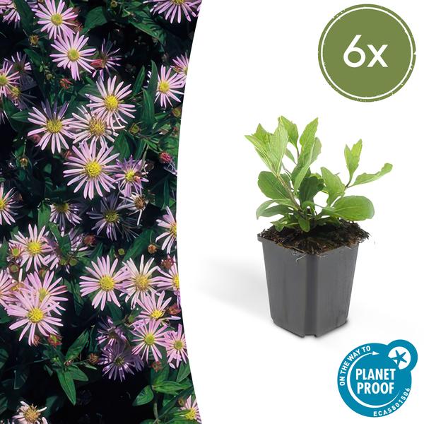 Wild-Aster Aster ageratoides 'Asran' – 6 Stück – ↕10-25cm – Ø9cm – Herbstblüher für Garten & Balkon – Pflegeleichte Staude mit hellblauen Blüten – Sonne bevorzugt 