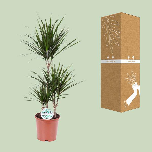 Drachenbaum Dracaena Marginata – Zimmerpflanze – Ø21 cm – 95-115 cm hoch – Halbschatten – Pflegeleicht – Wohnraumbegrünung 