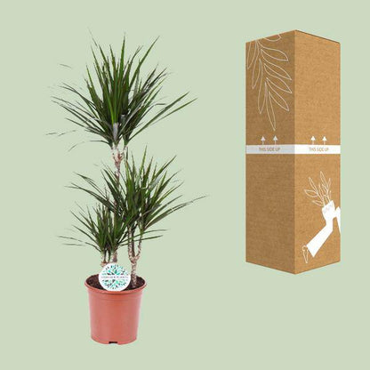 Drachenbaum Dracaena Marginata – Zimmerpflanze – Ø21 cm – 95-115 cm hoch – Halbschatten – Pflegeleicht – Wohnraumbegrünung 