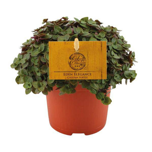 Kriechendes Schönpolster - Callisia repens - Zimmerpflanze - Ø10.5cm - ↕15cm 