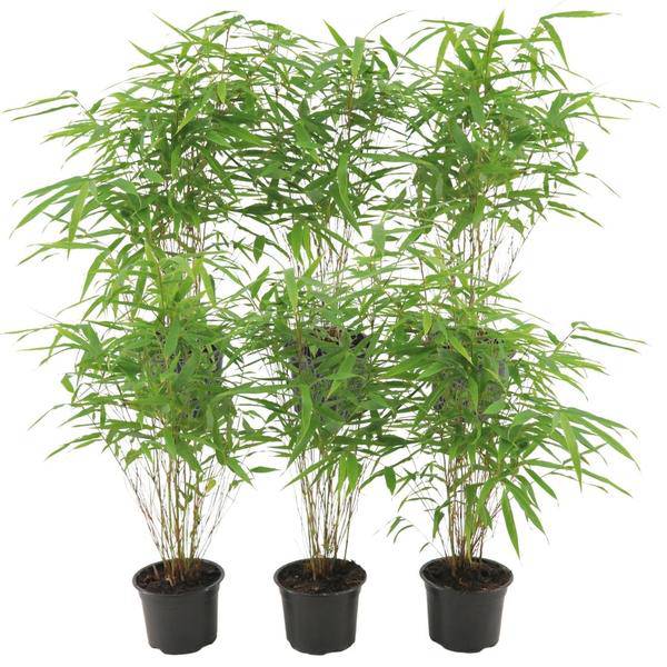 Schirmbambus - Fargesia Rufa - Ø12cm - ↕25cm - 6 Stück 