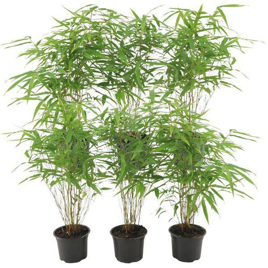 Schirmbambus - Fargesia Rufa - Ø12cm - ↕25cm - 6 Stück 