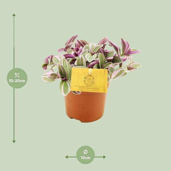 Tradescantia Sweetness – Dreimasterblume – Zimmerpflanze – Ø10,5cm – Höhe ca. 10cm – Kompakte, pflegeleichte Blattschmuckpflanze – Für Fensterbank & Büro 