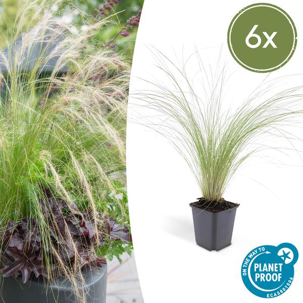 Federgras – Stipa tenuissima 'Pferdeschwänze' – ↕10-25cm – Ø9cm – 6 Pflanzen – Luftiges Ziergras – Sonne – Pflegeleicht – Blühend von Mai bis Septembe 