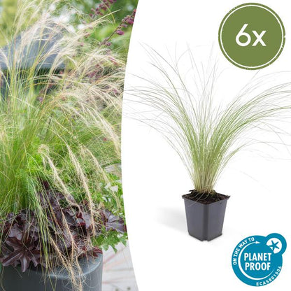 Federgras – Stipa tenuissima 'Pferdeschwänze' – ↕10-25cm – Ø9cm – 6 Pflanzen – Luftiges Ziergras – Sonne – Pflegeleicht – Blühend von Mai bis Septembe 