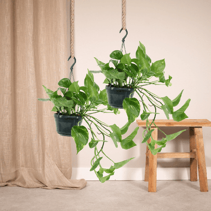 Efeutute - Epipremnum Aureum Scindapsus - Zimmerpflanze - 25cm - ø15cm - 2 Stück 