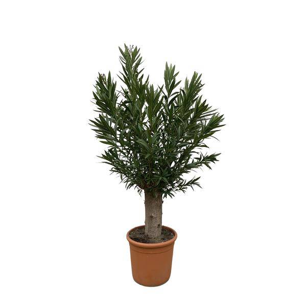 Nerium Oleander Bonsai - 190cm - ø45 