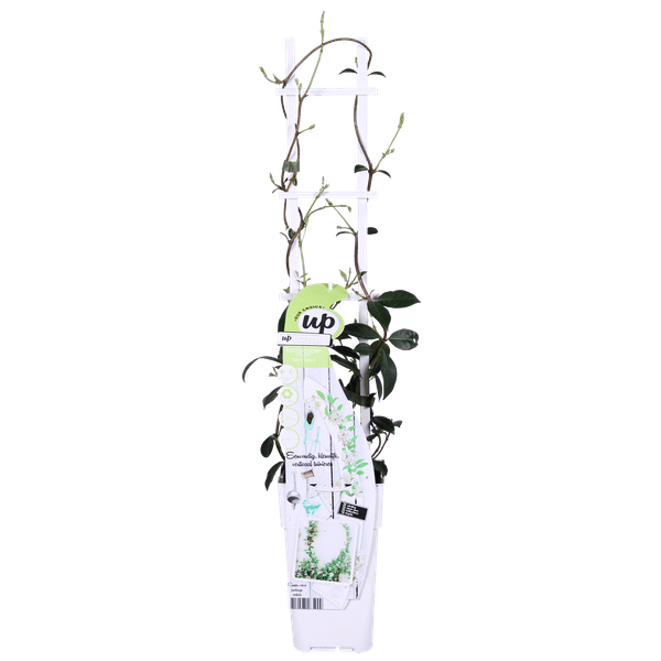 Sternjasmin Trachelospermum 'Star of Venice' – 2er-Set – ca. 65cm hoch Ø15cm – Duftende, winterharte Kletterpflanze – Immergrün – Für Balkon, Terrasse & Garten 