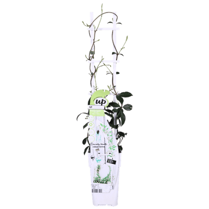 Sternjasmin Trachelospermum 'Star of Venice' – 2er-Set – ca. 65cm hoch Ø15cm – Duftende, winterharte Kletterpflanze – Immergrün – Für Balkon, Terrasse & Garten 