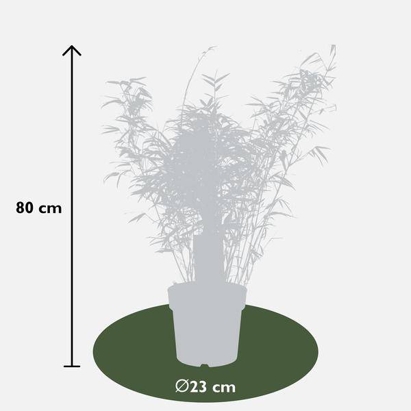Schirmbambus - Fargesia rufa - ↨80cm - Ø23cm - 3 Stück 