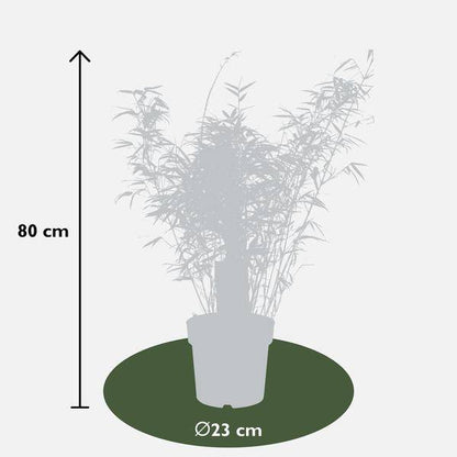 Schirmbambus - Fargesia rufa - ↨80cm - Ø23cm - 3 Stück 