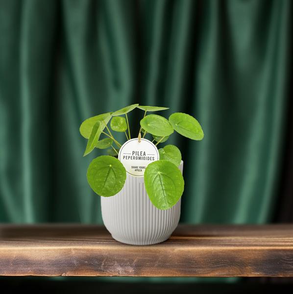 Chinesischer Geldbaum - Pilea Peperomioides - Zimmerpflanze - Ø13cm - ↕20cm 
