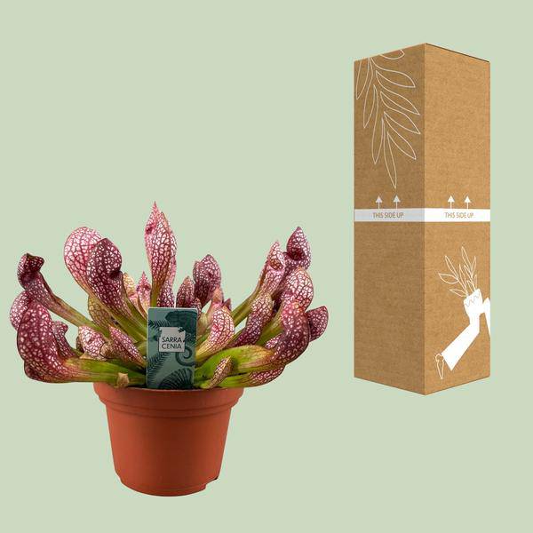Schlauchpflanze - Sarracenia Scarlet Belle - Zimmerpflanze - Ø12cm - ↕40cm 