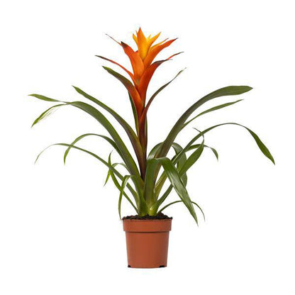 Bromelie - Guzmania Variada - Zimmerpflanze - Ø12cm - ↕50cm 