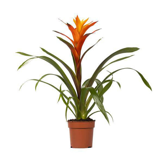 Bromelie - Guzmania Variada - Zimmerpflanze - Ø12cm - ↕50cm 