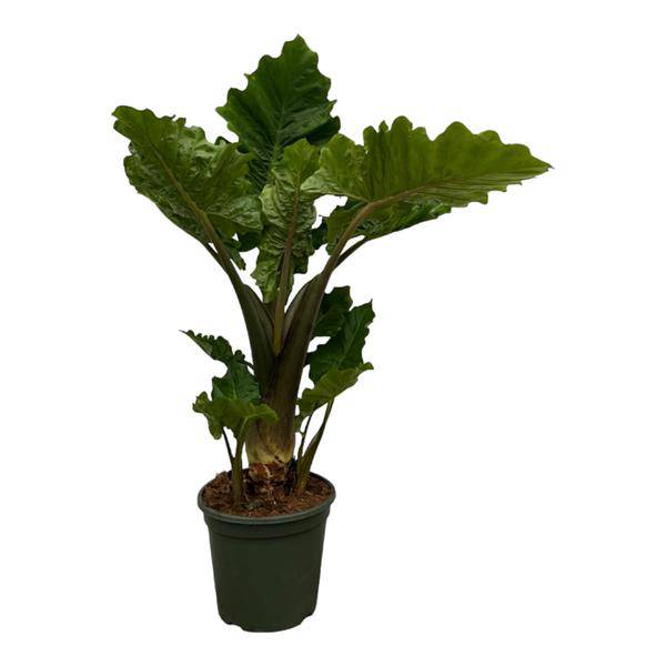Alocasia Low Raider – Pfeilblatt – Exotische Zimmerpflanze mit blaugrünen Blättern – Höhe ca. 75cm – Ø26cm 