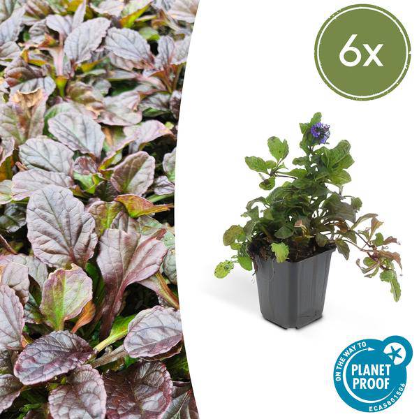 Kriechender Günsel Ajuga reptans – 6 Pflanzen – ↕10-25cm – Ø9cm – Bodendecker – Halbschatten & Schatten – Blühend & pflegeleicht 