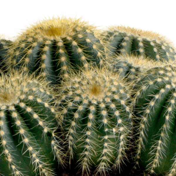 Kaktus - Eriocactus warasii - Zimmerpflanze - Sukkulente - 12cm 