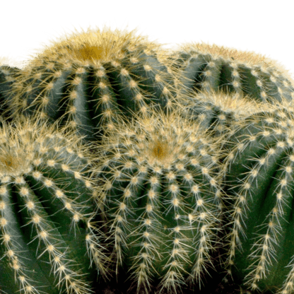 Kaktus - Eriocactus warasii - Zimmerpflanze - Sukkulente - 12cm 