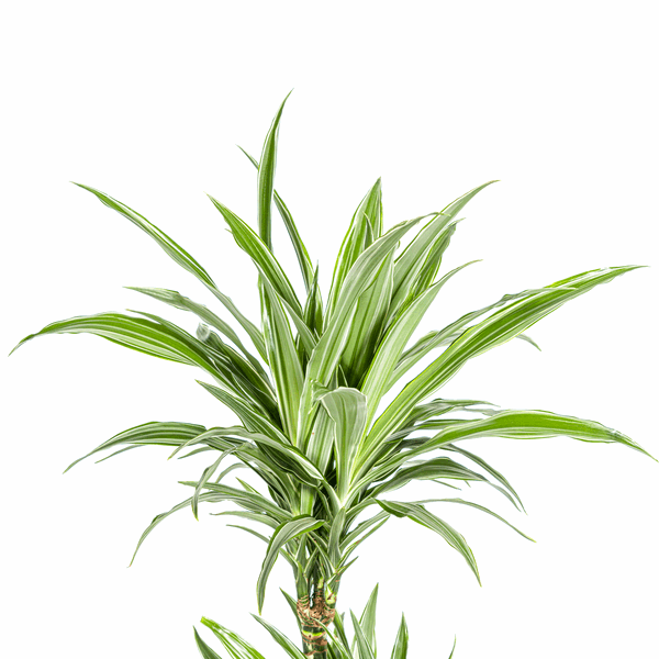 Dracaena Deremensis White Stripe – Drachenbaum – Ø19cm – ↕70-90cm – Elegante Zimmerpflanze mit weißen Blattstreifen – Pflegeleicht & luftreinigend 