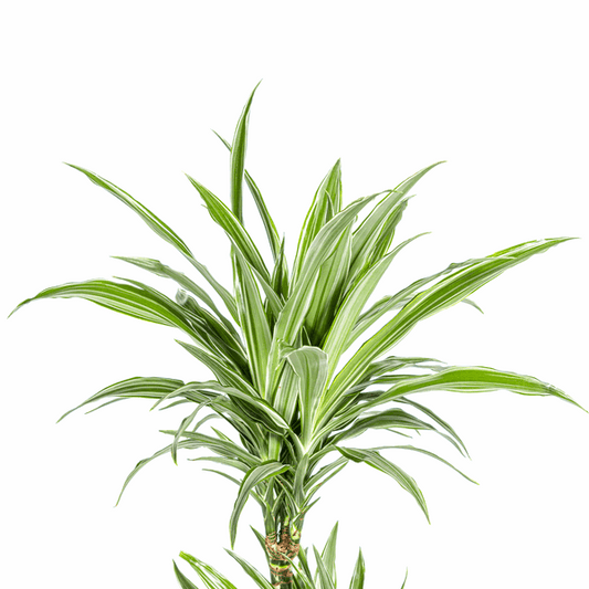 Dracaena Deremensis White Stripe – Drachenbaum – Ø19cm – ↕70-90cm – Elegante Zimmerpflanze mit weißen Blattstreifen – Pflegeleicht & luftreinigend 