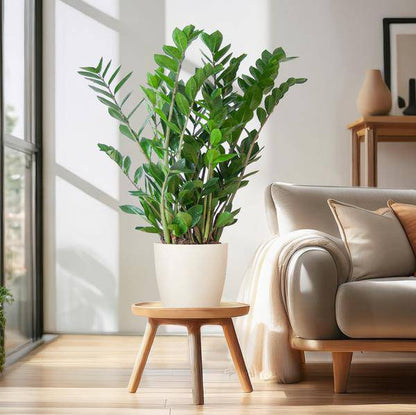 Zamioculcas Zamiifolia Glücksfeder – robuste Zimmerpflanze ↕80cm Ø21cm – pflegeleichte Smaragdpalme im nachhaltigen Viber Topf Weiß 